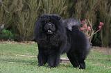 CHOW CHOW 781